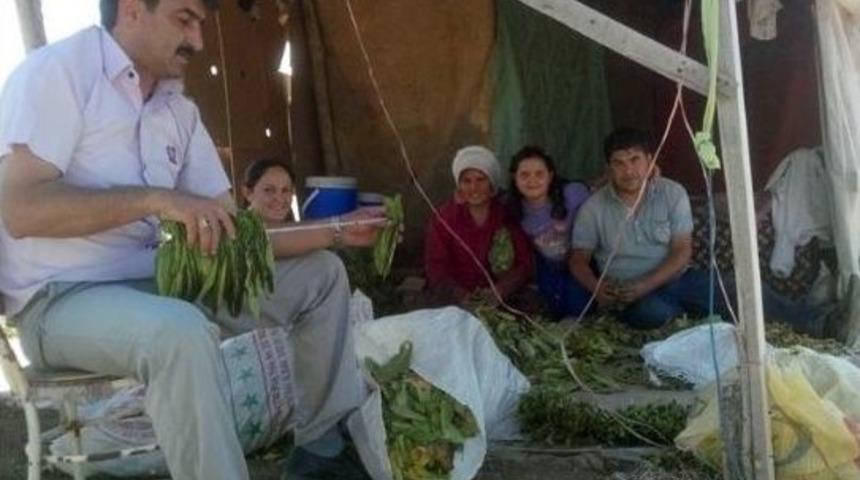 Belediye Başkanı Ata Biniyor Tarlada Biber Diziyor
