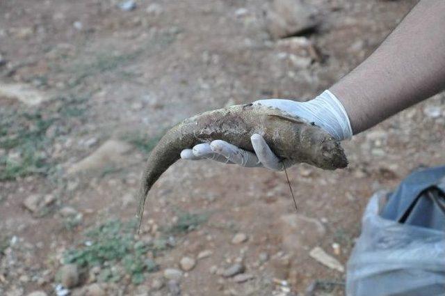 Çevreci Ve Arama Kurtarma Ekiplerinden Temizlik Çalışması