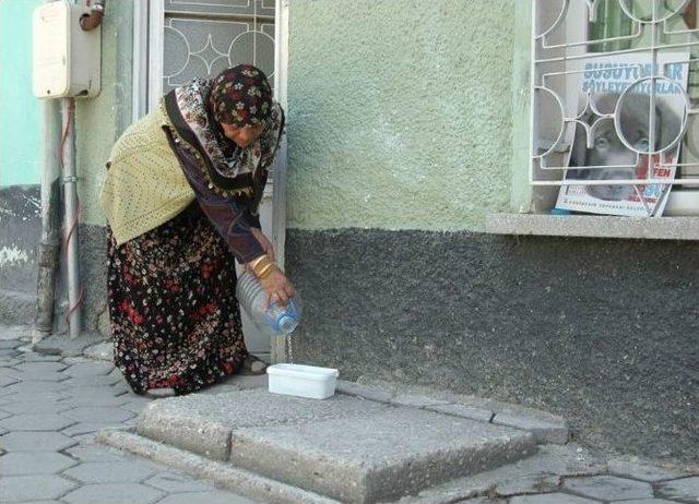 &lsquo;sıcaklarda Sokak Hayvanlarına Sahip &Ccedil;ıkalım&rsquo; &Ccedil;ağrısı 1