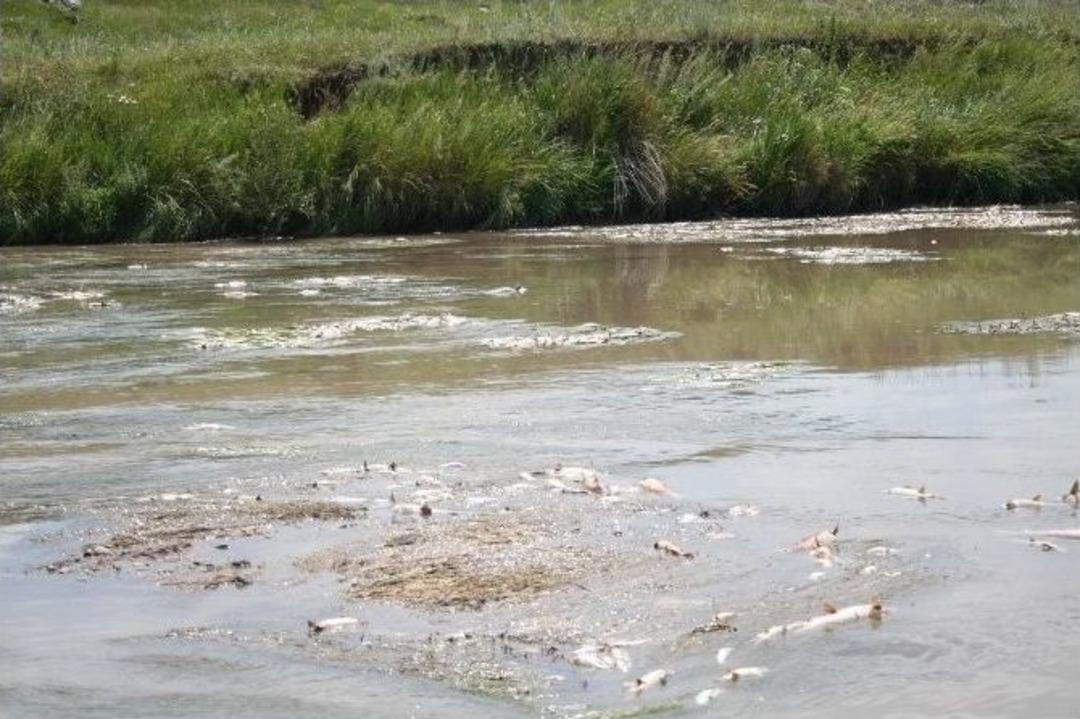 Kars &Ccedil;ayı&rsquo;nda Toplu Balık &Ouml;l&uuml;mleri
