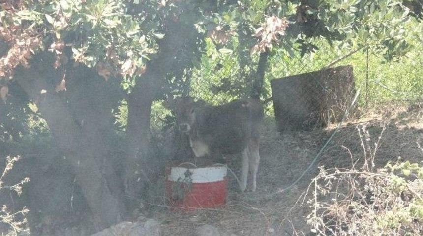Buzağı, Yanmaktan Son Anda Kurtuldu