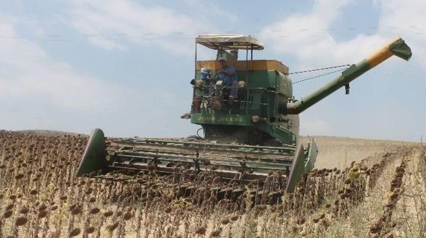 Ceyhan'da Ay&ccedil;i&ccedil;eği Hasadı Başladı