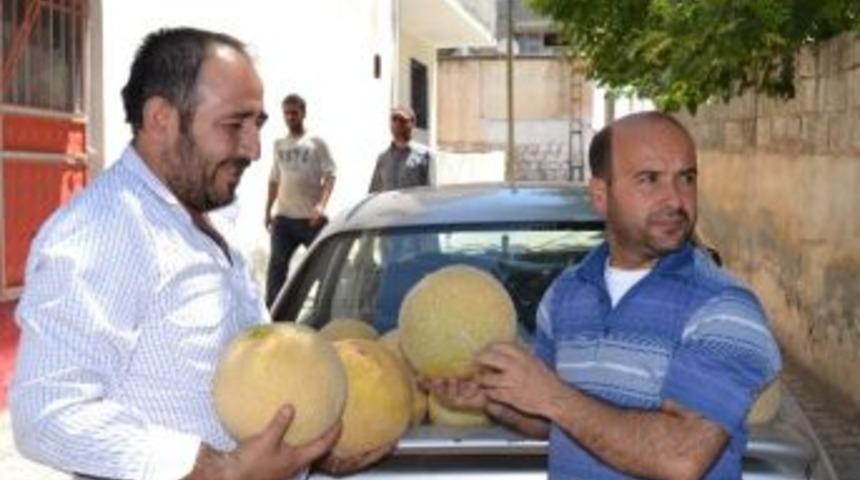 Hilvan Kavunu G&ouml;r&uuml;c&uuml;ye &Ccedil;ıktı