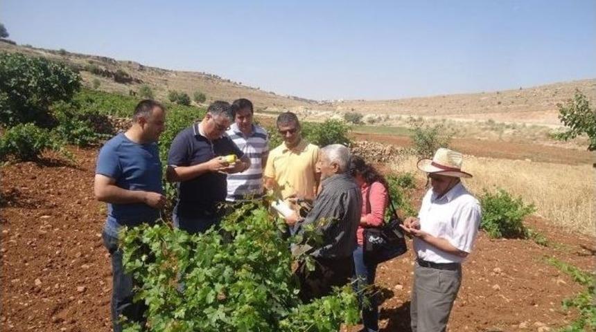 Ziraat M&uuml;hendisleri Bağ Ve Fıstık Kontrolleri Yaptı