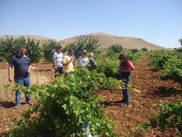 Ziraat M&uuml;hendisleri Bağ Ve Fıstık Kontrolleri Yaptı 1