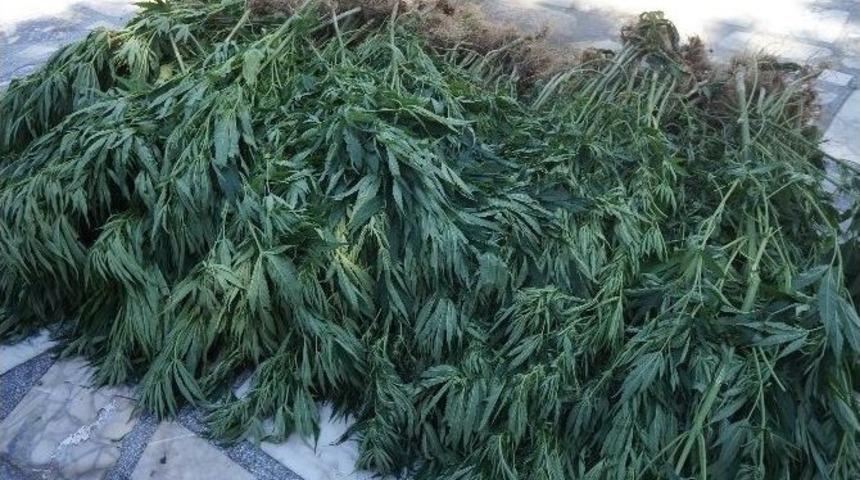 Sarıg&ouml;l&rsquo;de Kenevir Operasyonu