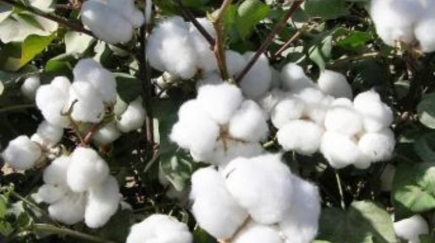 Aydın&rsquo;da Pamuk 2013 Yılında Son 18 Yılın Rekorunu Kırdı