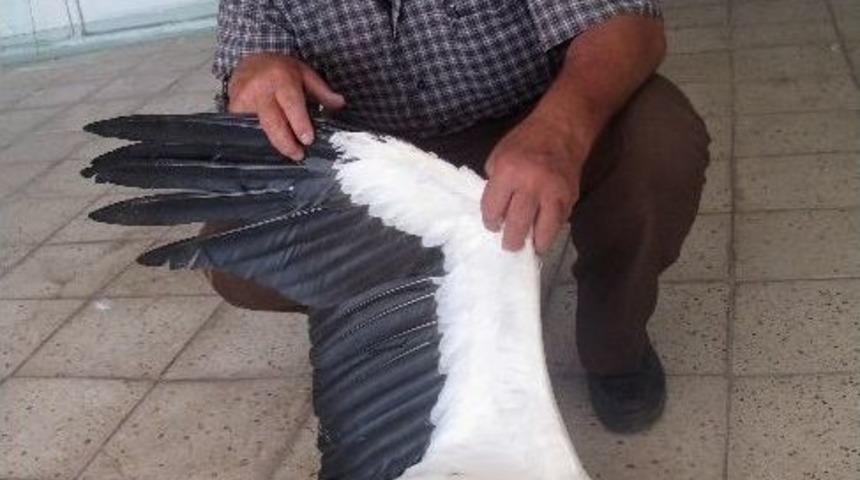 Trafoya Konan Leylek K&ouml;y&uuml; Elektriksiz Bıraktı