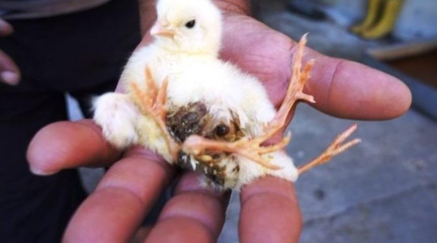 D&ouml;rt Ayaklı Civciv G&ouml;renlerin İlgisini &Ccedil;ekiyor