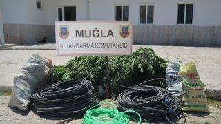 3 Bin Kök Kenevir Ve 20 Kilo Esrar Yakalandı