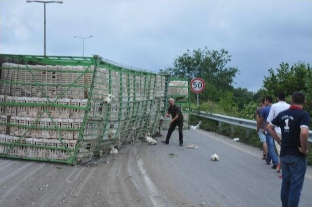 Ak&ccedil;akoca'da Canlı Tavuk Y&uuml;kl&uuml; Tır Devrildi