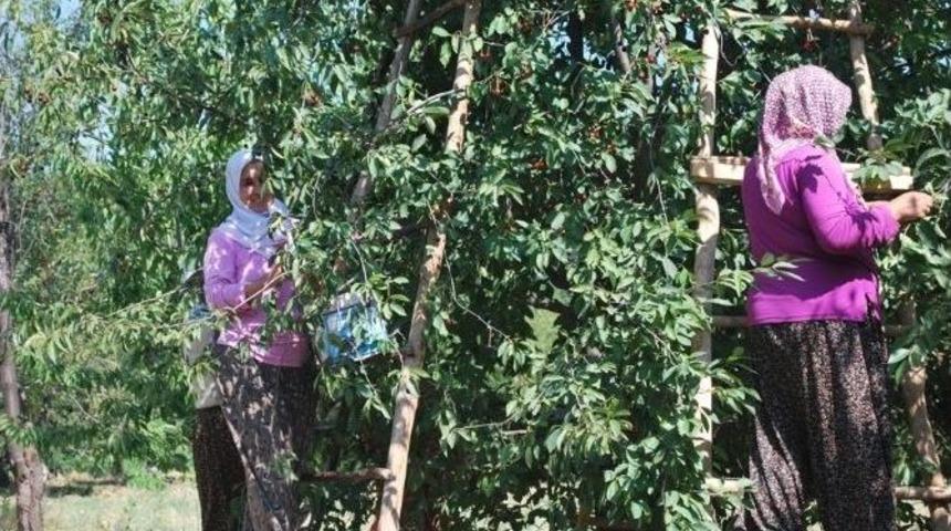 Vişne, Enflasyon Verilerini Alt &Uuml;st Etti