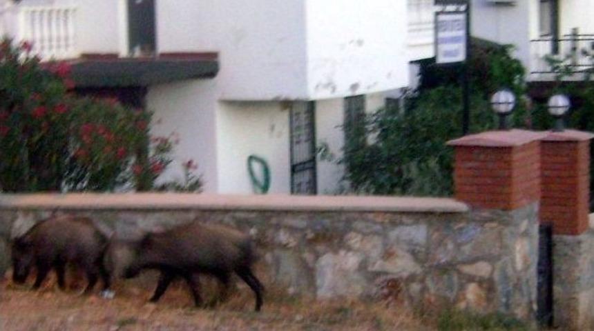 Akb&uuml;k Sahilleri Yabani Domuz Akınına Uğradı
