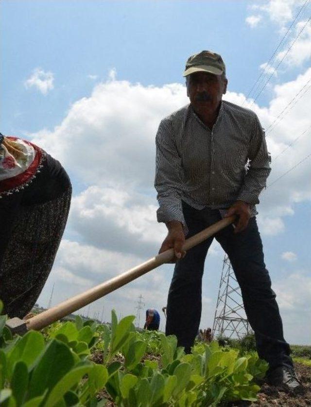 40 Derece Sıcakta Çalışıp Oruç Tutuyorlar