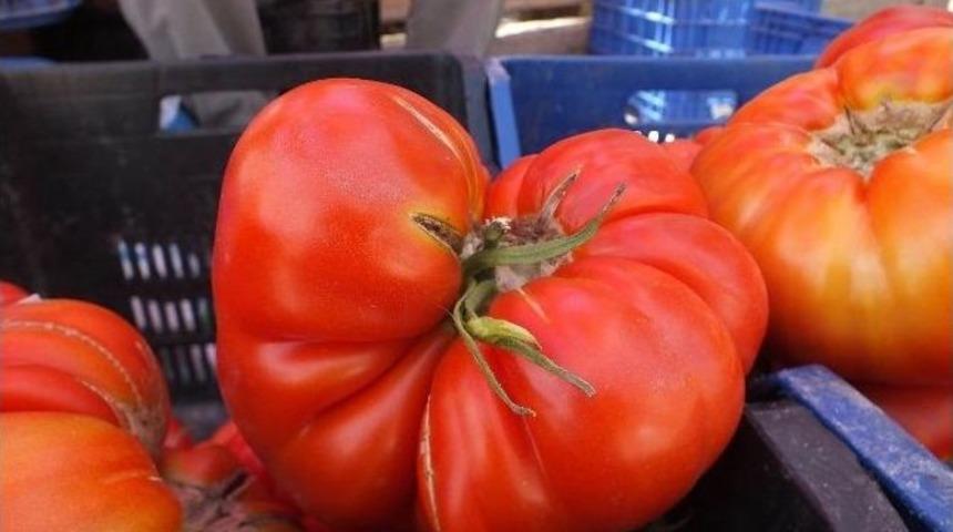 Koyulhisar&rsquo;da Domates Hasadı Başladı