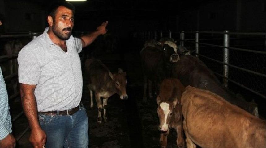 İnek Hırsızlığı Operasyonu: 3 Gözaltı