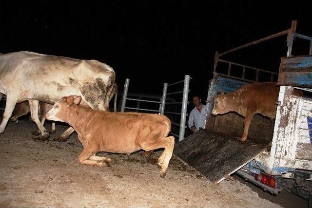 İnek Hırsızlığı Operasyonu: 3 Gözaltı