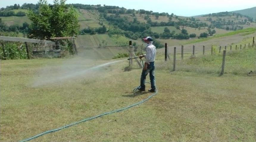 Zonguldak&rsquo;ta İtalyan &Ccedil;ekirgelerine İla&ccedil;lı &Ouml;nlem