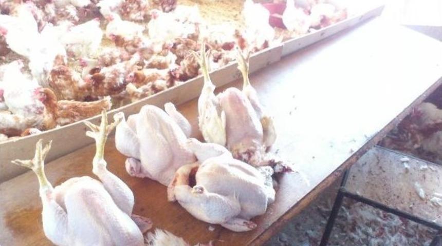 Ke&ccedil;i&ouml;ren&rsquo;de Ka&ccedil;ak Tavuk Kesimi Yapanlara Baskın