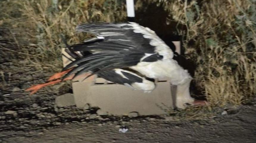 Leylek Havada U&ccedil;arken &Ouml;ld&uuml;