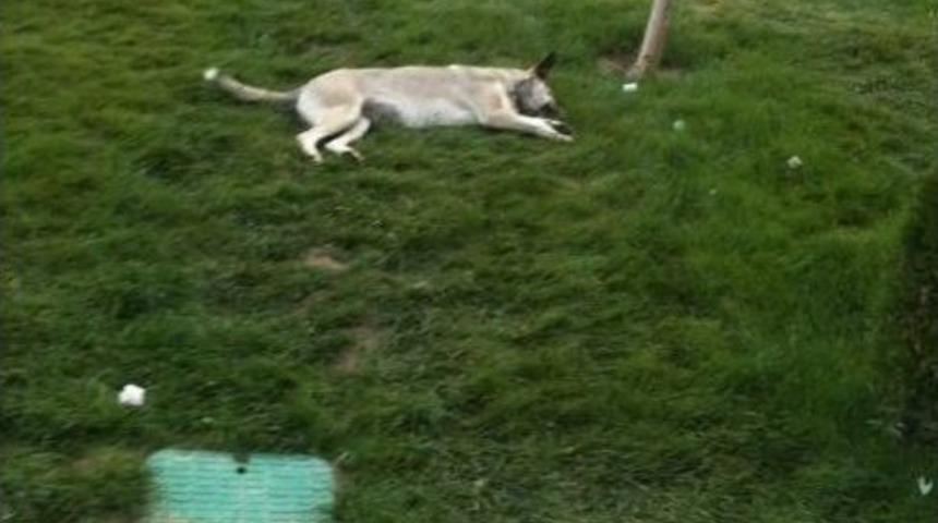 Sıcak Havaya Hayvanlar Da Dayanamadı