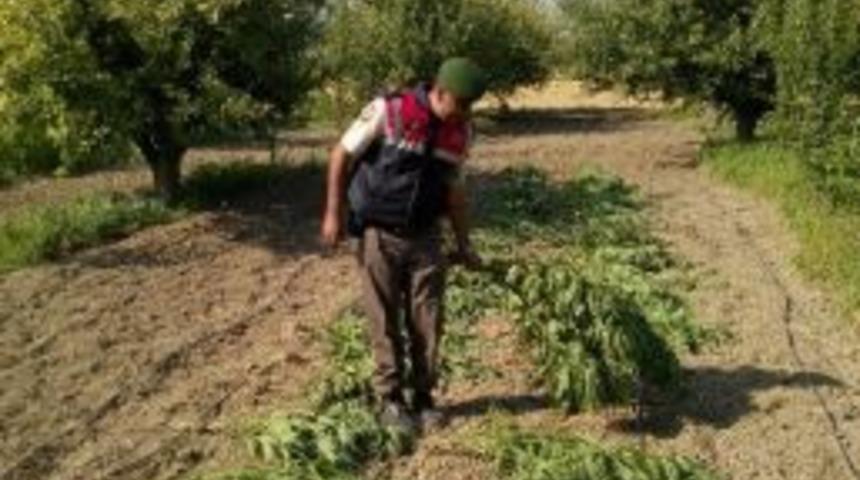 Elmalı&rsquo;da Hint Keneviri Operasyonu