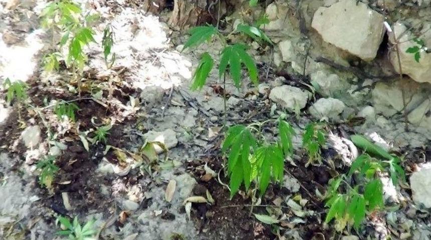 Besni İl&ccedil;esinde Ka&ccedil;ak Sigara Ve Kenevir Bitkisi Ele Ge&ccedil;irildi