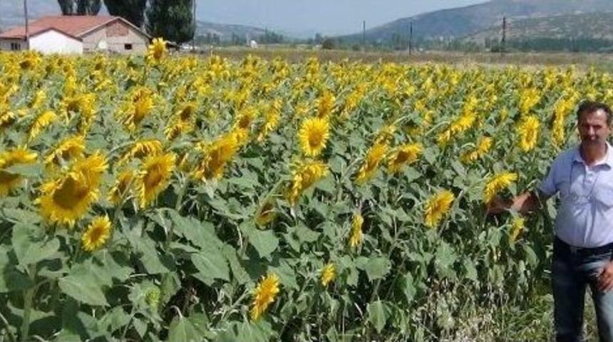 Ay&ccedil;i&ccedil;eği Bereketi