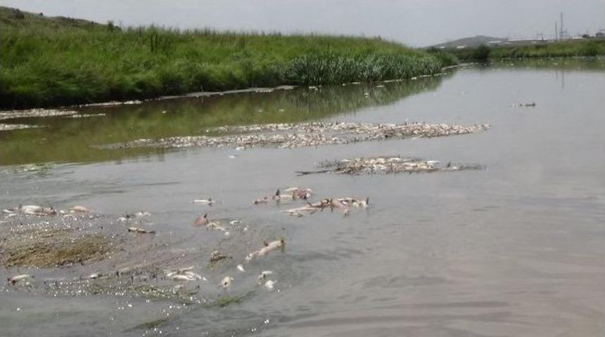 Kars&rsquo;taki Balık &Ouml;l&uuml;mleri