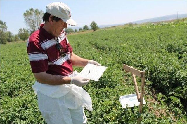 Yeşil Kurt Ve Amerikan Güvesi Zararlısına Karşı Çiftçiler Uyarıldı