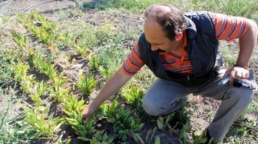 Beyaz Zambak Soğanı &Uuml;retimi Yaparak B&uuml;t&ccedil;esine Katkı Sağlıyor