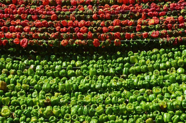 Bahçeler rengarenk oldu  G2