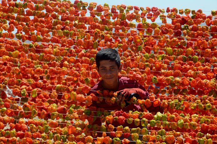 Bahçeler rengarenk oldu  G3