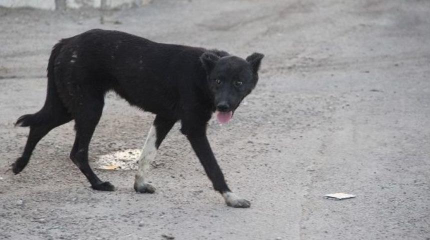 Şanlıurfa'da Sıcaklar İnsanları Da, Hayvanları Da Olumsuz Etkiliyor