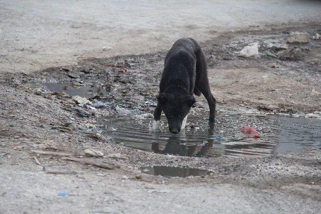 Şanlıurfa'da Sıcaklar İnsanları Da, Hayvanları Da Olumsuz Etkiliyor