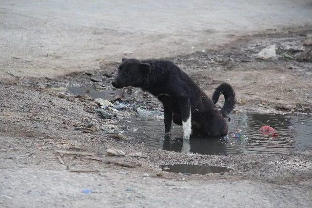 Şanlıurfa'da Sıcaklar İnsanları Da, Hayvanları Da Olumsuz Etkiliyor