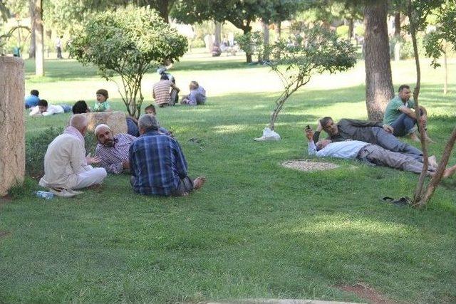 Şanlıurfa'da Sıcaklar İnsanları Da, Hayvanları Da Olumsuz Etkiliyor