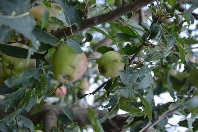 İznik'te Dolu Kabusu Yaşandı