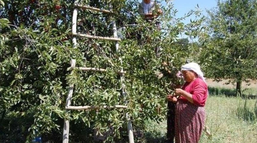 Bir Bardak &Ccedil;aya 1 Kilo Vişne