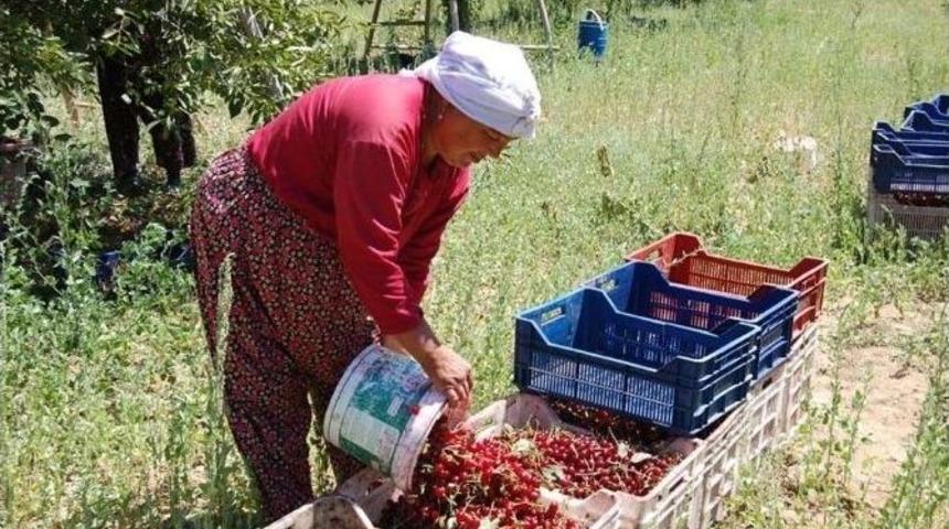Vişnenin Rekoltesi Sevindirdi, Fiyatı &Uuml;zd&uuml;