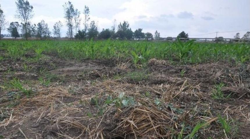 (&ouml;zel Haber) Tarlalarda Fare İstilası İddiası