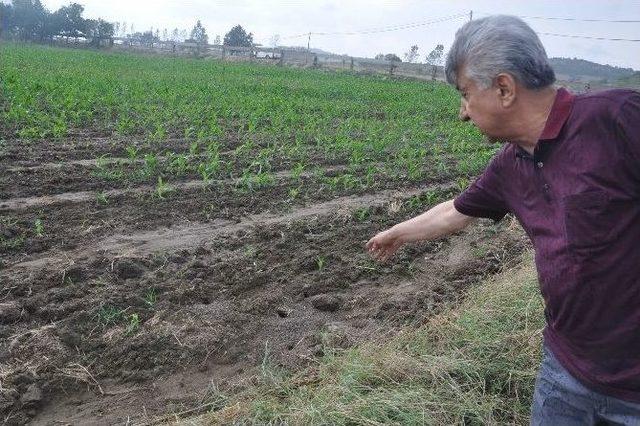 (özel Haber) Tarlalarda Fare İstilası İddiası