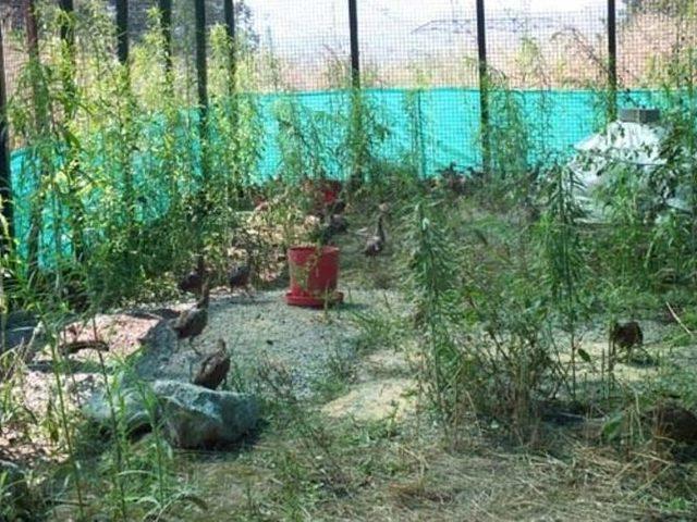 Sakarya Sülünlerine Kavuştu 1