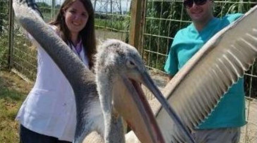 Pelikan Artık G&uuml;venli Ellerde