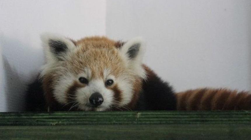 T&uuml;rkiye&rsquo;nin İlk Pandaları Geldi