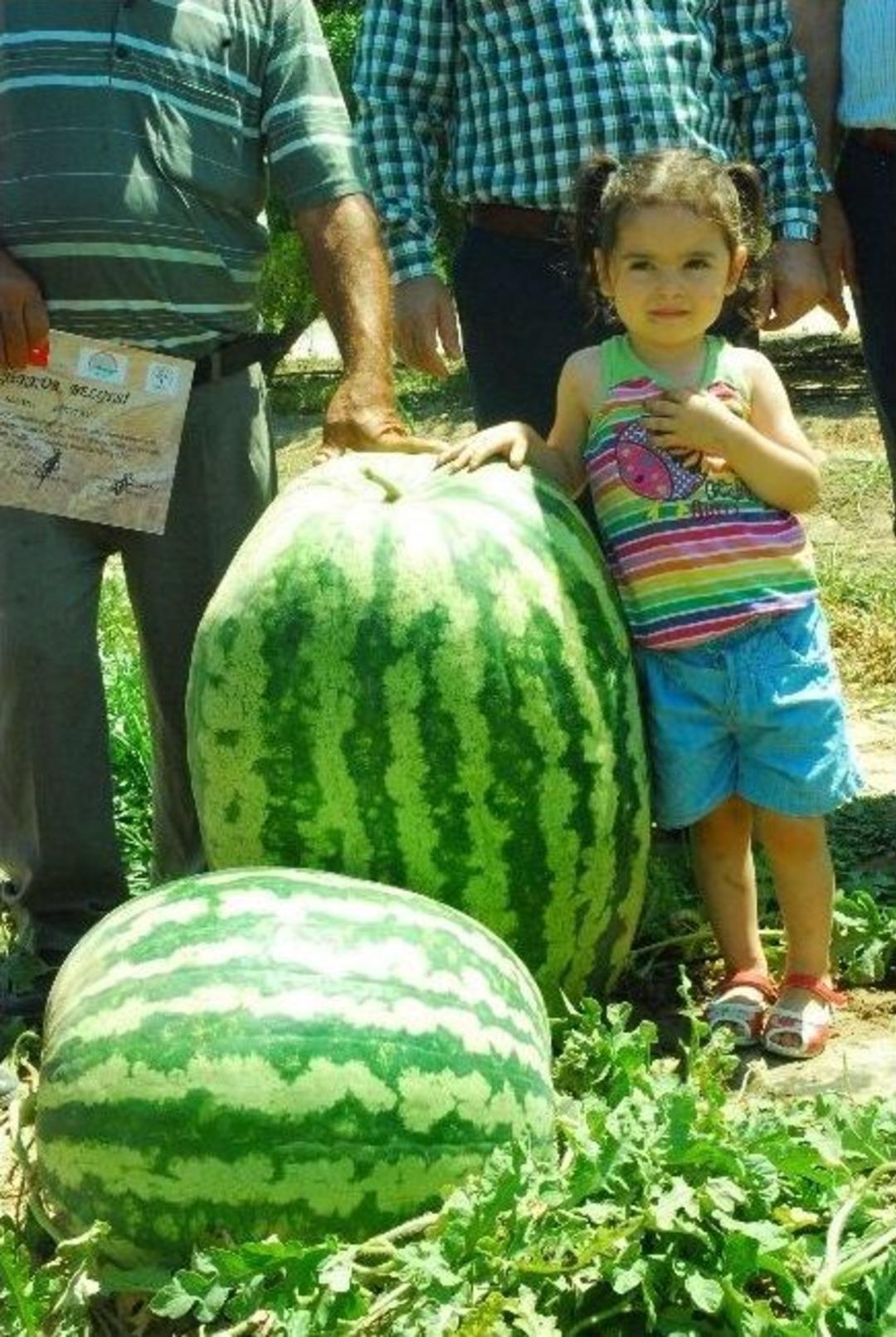 T&uuml;rkiye&rsquo;nin En B&uuml;y&uuml;k Karpuzu
