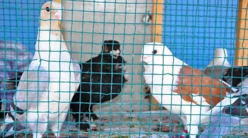 (&ouml;zel Haber) Havalar Isındı Kuş Fiyatları D&uuml;şt&uuml;