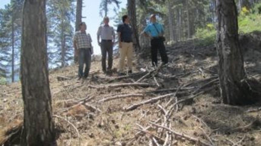 Orman B&ouml;lge M&uuml;d&uuml;r&uuml;, Ormancıları Denetledi