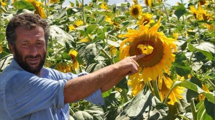 &Ccedil;ift Başlı Ay&ccedil;i&ccedil;eği Hayrete D&uuml;ş&uuml;rd&uuml;