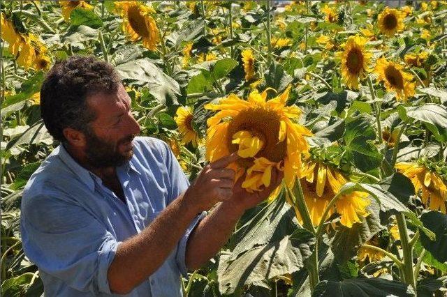 Çift Başlı Ayçiçeği Hayrete Düşürdü 1